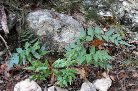 Image result for Anemiaceae