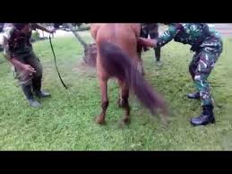 Jun 27, 2021 · maranello: Kuda Kawin Bersama Tni Youtube