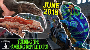 Pet expo offers supplies for dogs, cats, small animals, reptiles, wild birds and tame birds. Touring The Hamburg Reptile Expo Youtube