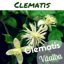 Check spelling or type a new query. Clematis Fiore Di Bach Per I Sognatori Gli Addormentati Per Chi Non Prova Mai Un Interesse Vero Verso La Vita