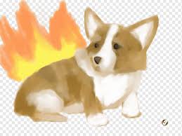 Pembroke Welsh Corgi Hirka Welsh Corgi Izlanda Coban Kopegi Kopek Yavrusu Kopek Irki Kopek Yavrusu Memeli Hayvanlar Etobur Png Pngwing