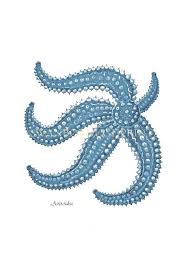 Vintage Blue Starfish Print Sea Life Print Sea Star Natural History Beach Home Decor Coastal Life Decor Art Starfish Art Starfish Print Sea Life Art