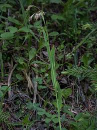 Image result for Hippocratea parviflora