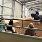 Clinic: Classical Horsemanship for the Modern Rider event image