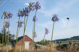 Image result for Agapanthus inapertus