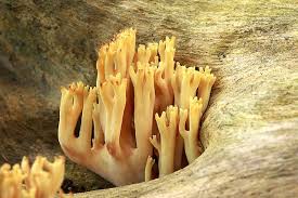 Image result for Ramaria stricta