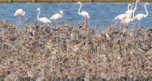 Izmir Kus Cenneti Flamingo Yolu Gibi Flamingo Kus Cennet