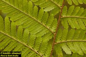 Image result for Ctenitis