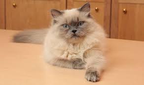 Yang mana masih termasuk satu jenis dengan keluarga kucing persia. Fakta Kucing Persia Himalaya Hasil Persilangan Dua Kucing Yang Berbeda Semua Halaman Bobo