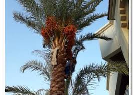شركة تكريب نخيل بالطائف 0548225287 معلم تكريب نخيل بالطائف Plants Palm Taif