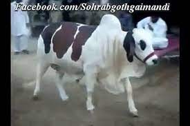 Dangerous camel qurbani ivideo i eid ul azha 2018 i part 2 i. Qurbani Cow Slaughter On Bakra Eid 2013 Video Dailymotion