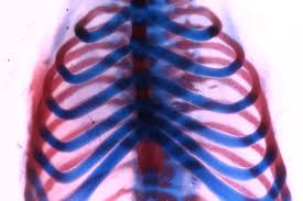 Select from premium human anatomy drawing of the highest quality. Rib Regeneration Studied In Mammals Usc News