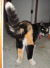 Funny Pants Cat Furry Funny Cute Cats Cute Animals