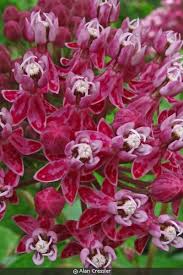 Image result for Ascolepis erythrocephala