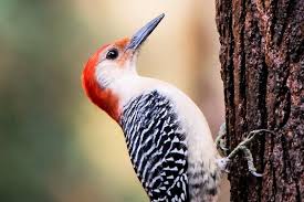 Black And White Speckled Bird With Red Head Red Bellied Woodpecker Macro Greeting Card By Maryannaga In 2020 Bird Photography America Art Fine Art America