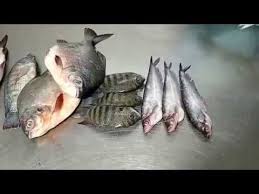 Fish Names In English Tamil 50 Varieties By Supreme Seafood Best Viewed On A Mobile Device Like Phone Tablet Or Ipad Fish Fresh Seafood Seafood