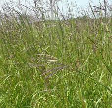 Image result for Andropogon schirensis