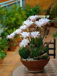 Red and purple beautiful and colorful flowers of hedgehog echinopsis cactus in full bloom in cactus garden. Echinopsis Oxygona Easter Lily Cactus World Of Succulents