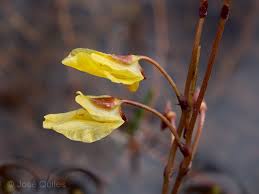 Image result for Utricularia  minor
