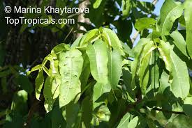 Image result for Combretum sp. A