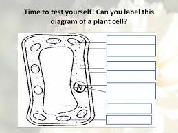 Check spelling or type a new query. Chapter 1 Life Processes Ppt Download