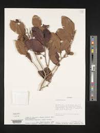 Image result for Casearia battiscombei