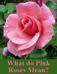 The Symbolism And Meaning Of Pink Roses Blooming Rose Pink Roses Pink Rose Flower