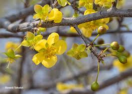 Image result for Ochna inermis