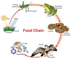 What Are Examples Of Organisms On Different Levels Of The Same Food Chain Quora Food Chain Food Chain Activities Simple Food Chain