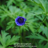 Image result for Geranium bohemicum Orhcid Blue