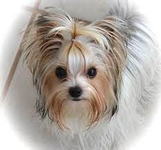 Browse thru our id verified puppy for sale listings to find your perfect puppy in your area. Yorkies For Sale Teacup Yorkie Puppies For Sale Parti Yorkies Yorkshire Terrier Puppies Yorkie Puppy Yorkshire Terrier