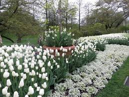 Pflanzen werten ihren garten und wohnraum deutlich auf. Weisse Blumen Fur Den Garten Der Triumph Der Unschuld Und Der Gnade Balancedfoodandfuel Org