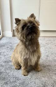 Image result for cairn teriér