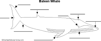 In addition, plant cells differ from animal cells in a number of key ways. Label Baleen Whale Anatomy Printout Enchantedlearning Com Baleen Whales Whale Print Whale