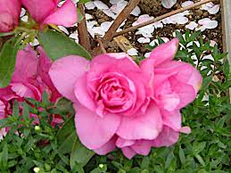 Image result for Rhododendron pulchrum