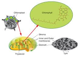 C 8 Photosynthesis And Respiration Dfjhs Science