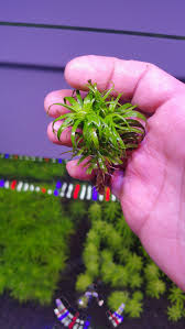 Image result for Syngonanthus