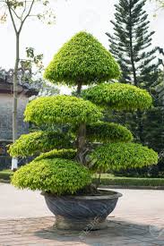 Image result for Streblus