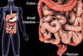 What is meaning of gut in hindi? Inflammatory Bowel Disease Ibd Causes Symptoms Treatment