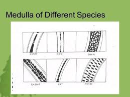 Hairs Fibers Morphology And Structure Of Hair Ppt Download