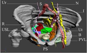 Pubococcygeus, puborectalis, iliococcygeus anatomy of the pelvic floor. A Computer Model Of The Female Pelvic Floor Including Bony Pelvis Download Scientific Diagram