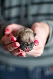 How To Take Care Of Newly Born Puppies Http Bit Ly 1gczn7d Baby Pugs Pug Puppies Cute Baby Animals
