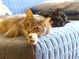 Early detection and treatment of illnesses can help to prevent conditions from becoming. Can Cats Tell When Another Cat Is Sick Or Dying