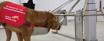 What is the prostate and what does it do? Dogs Are Teaching Machines To Sniff Out Cancer The Scientist Magazine