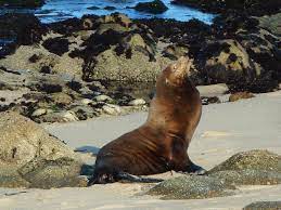 California Sea Lion Animals Beautiful Sea Lion Ocean Life