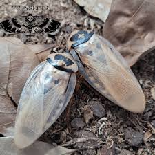 Image result for Blepharis dunensis