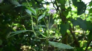 Image result for Vernonia lasiopus