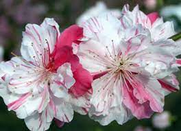 This site offers the finest flowers, shrubs, trees, and seeds available at prices you won't believe. Peppermint Peach Tree Flowering Willis Orchards
