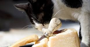 They also could lead to gastrointestinal upset. Should Cats Eat Cheese Whiskers Won T Like This Answer