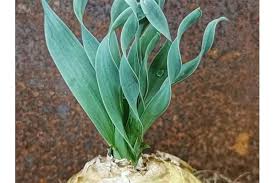 Image result for Albuca kirkii
